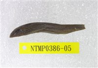 藏品(圓斑擬腹吸鰍)的圖片